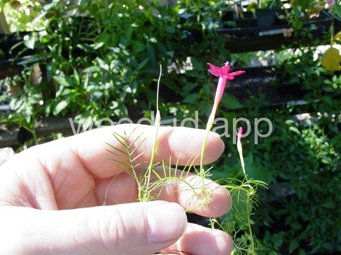 morningglory, cypressvine
